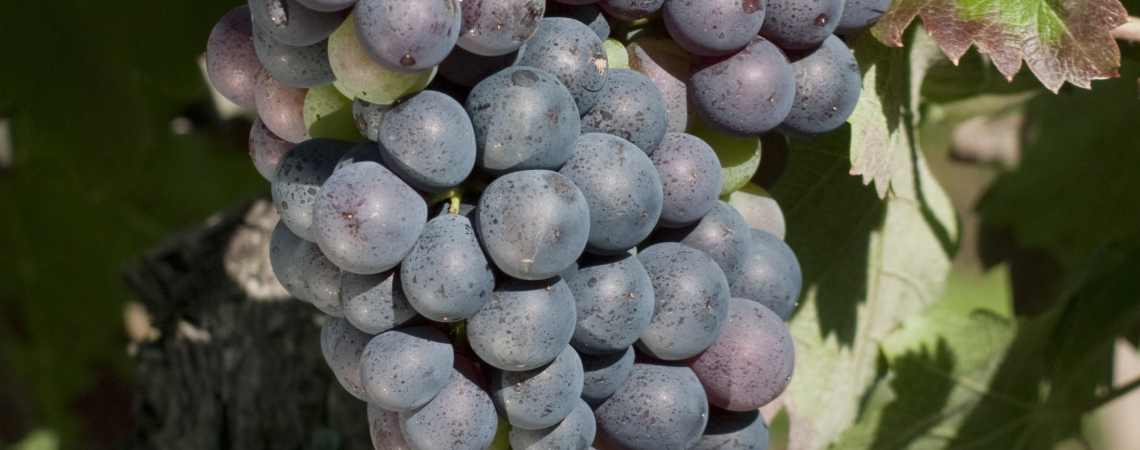 Reife, bunte Weintrauben am Stock mit grünen Blättern im Hintergrund.