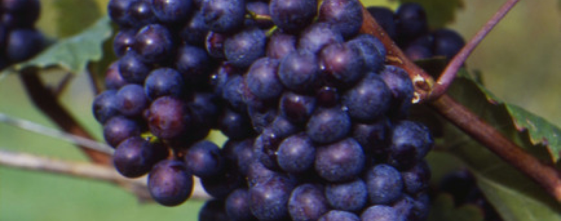 Dunkelblaue Trauben hängen an einer Rebe mit grünen Blättern.