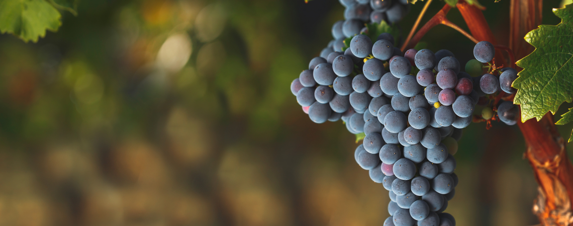 Nahaufnahme einer dunkelblauen Traube, umgeben von grünen Weinblättern im Weinberg.