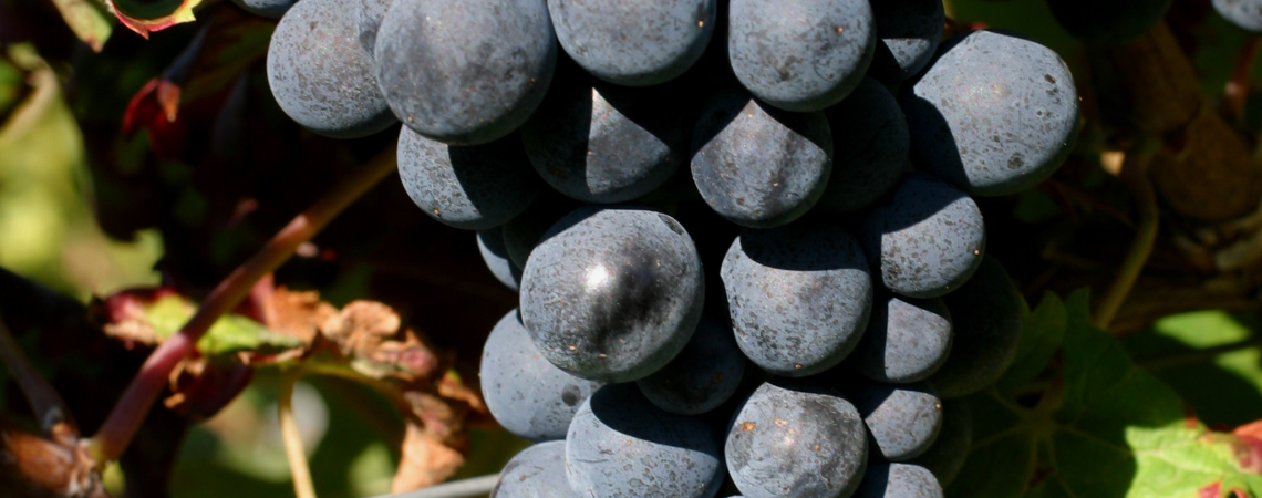 Dunkelblaue Weintrauben an einer Rebe mit grünen Blättern im Sonnenlicht.