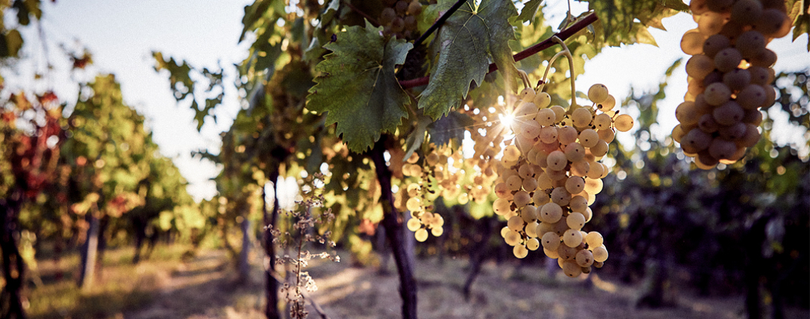 Sonnendurchflutete Weintrauben im Weinberg mit grünem Laub.