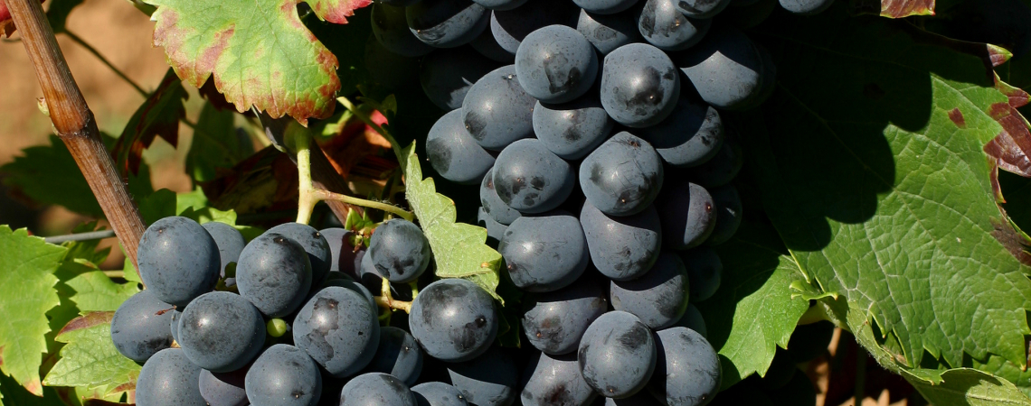 Reife, dunkelviolette Trauben an einem Weinstock mit grünen Blättern.