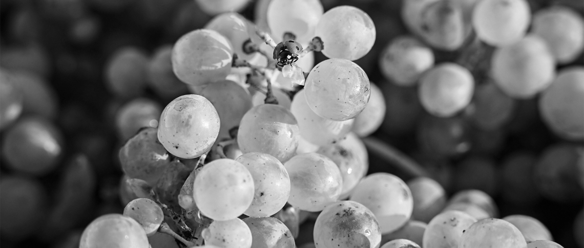 Nahaufnahme von hellen Trauben, mit einem Marienkäfer, in Schwarzweiß gehalten.