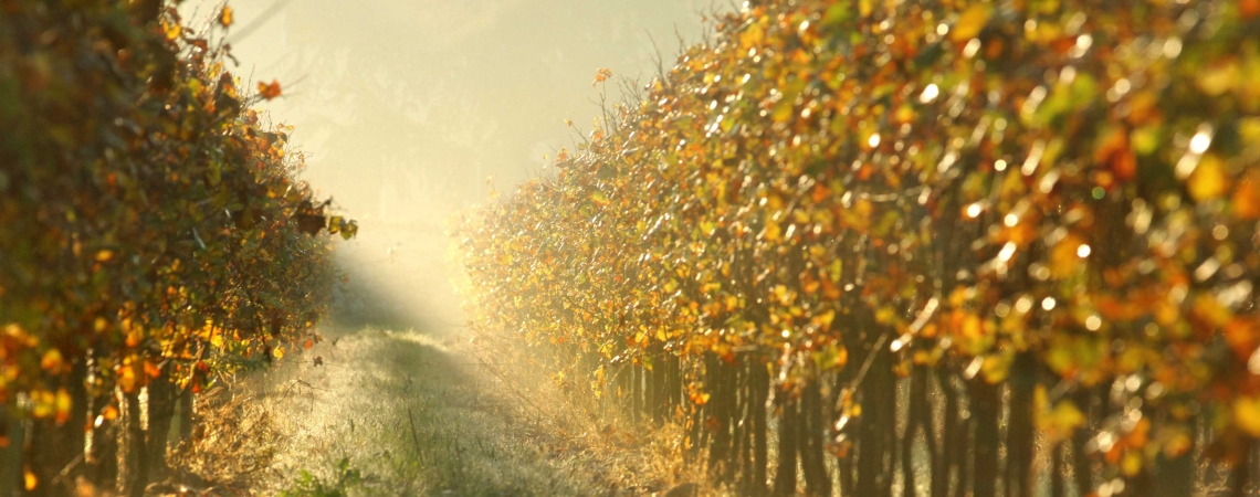 Laubgeschmückte Weinberge bei Morgennebel, durchzogen von einem Graspfad.