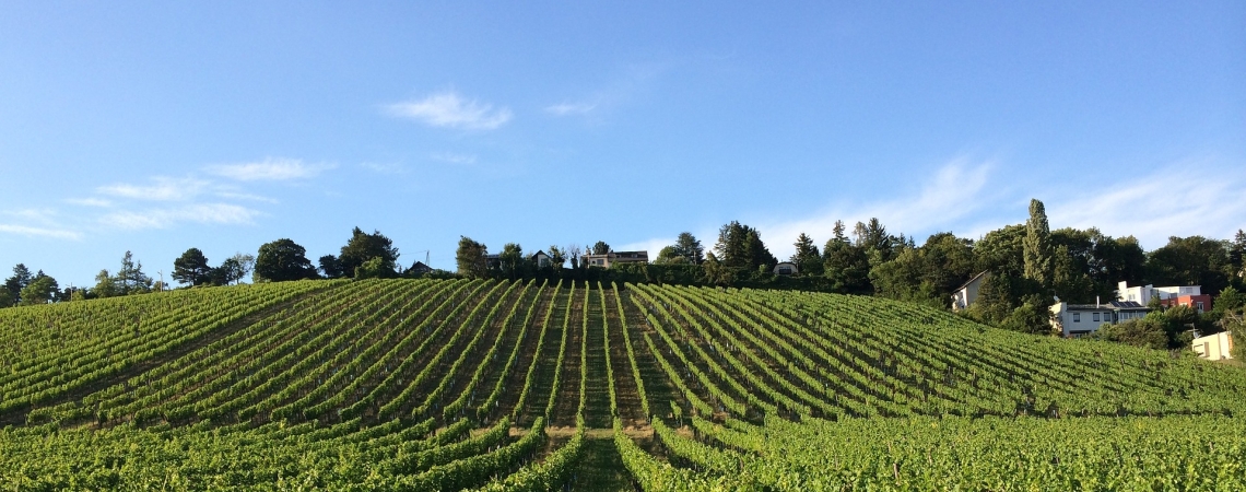 Weinberg mit grünen Rebreihen unter klarem Himmel, gesäumt von Bäumen.