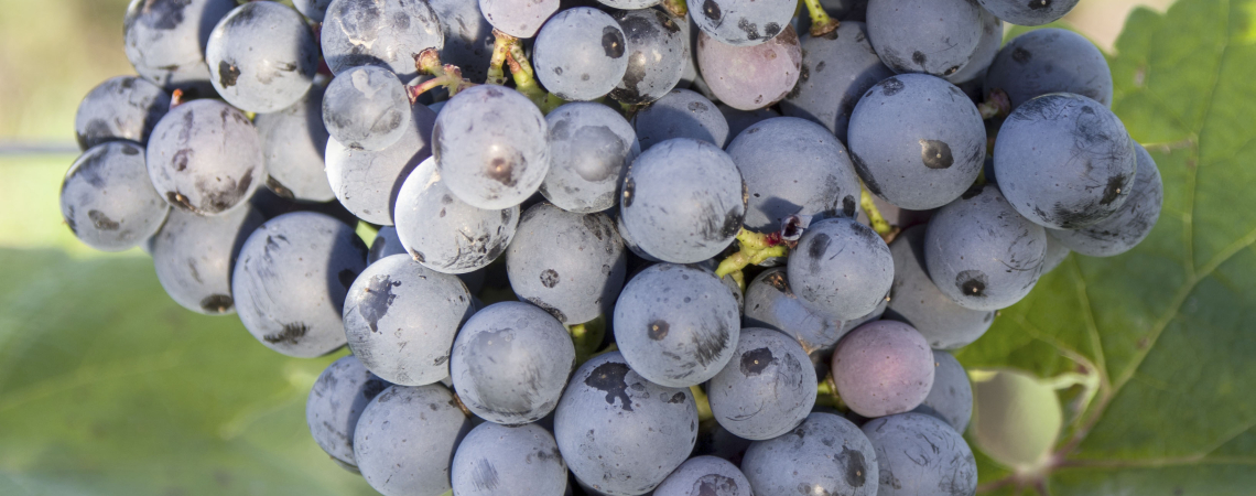 Dunkelblaue Trauben in Nahaufnahme mit grünen Blättern im Hintergrund.