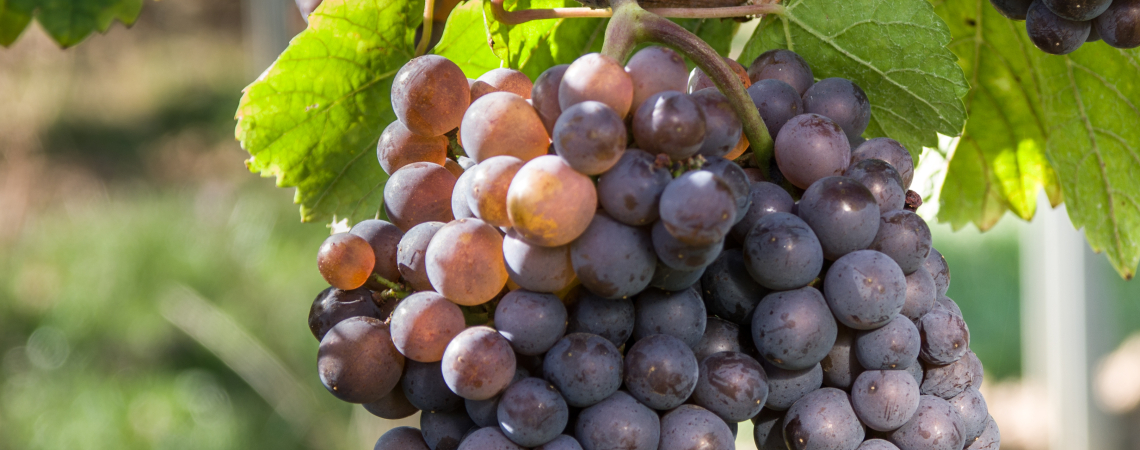 Nahaufnahme von reifen, rot-violetten Trauben am Rebstock, umgeben von grünen Blättern.
