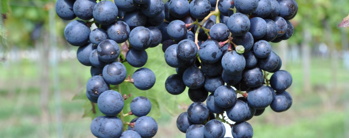 Dunkelblaue Trauben hängen an einer Rebe im Weinberg.