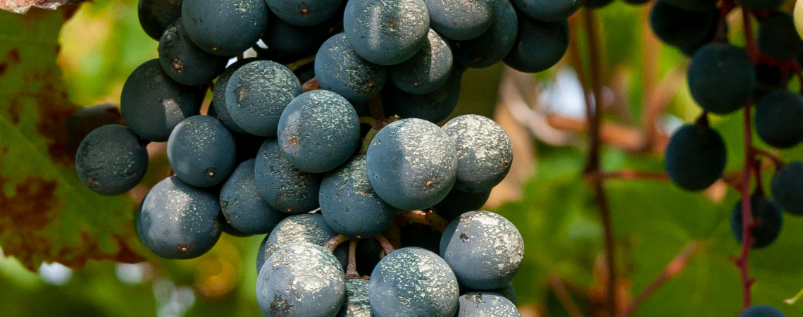 Dunkelblaue Weintrauben am Rebstock mit grünen Blättern.