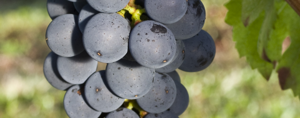 Ein Bündel reifer, dunkelvioletter Trauben hängt an einem Weinstock.