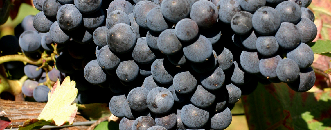 Dunkelblaue Weintrauben am Rebstock, von grünen und roten Blättern umgeben.