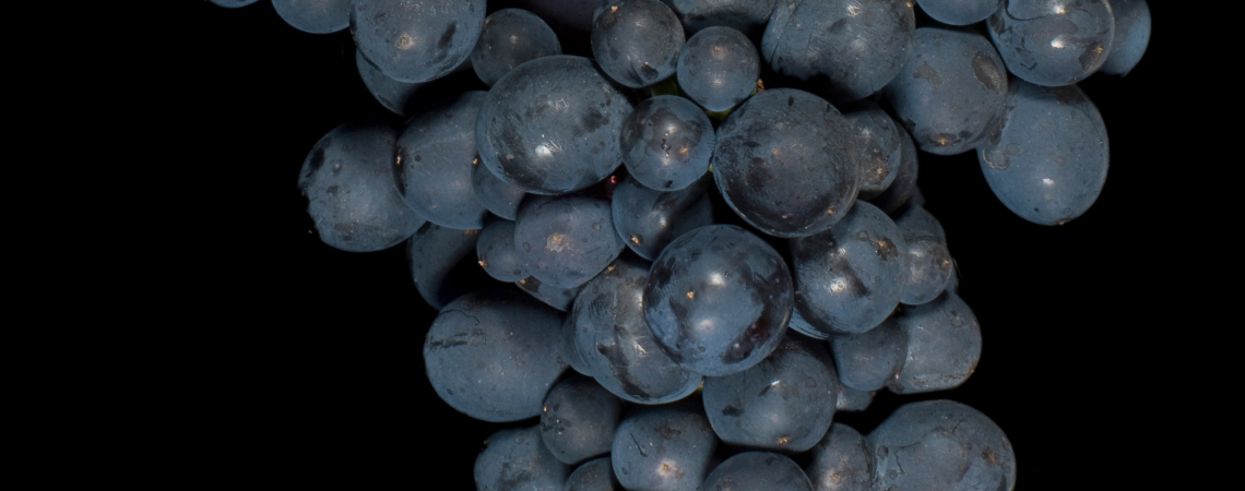 Dichte Traube dunkler Weinbeeren auf schwarzem Hintergrund.