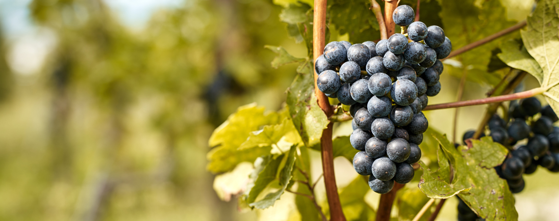 Reife, dunkelblaue Trauben am Rebstock mit grünem Laub im Hintergrund.