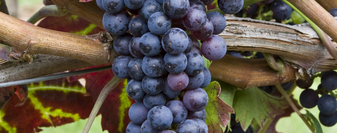 Dunkelblaue Trauben am Rebstock mit grünen und rot-braunen Blättern.