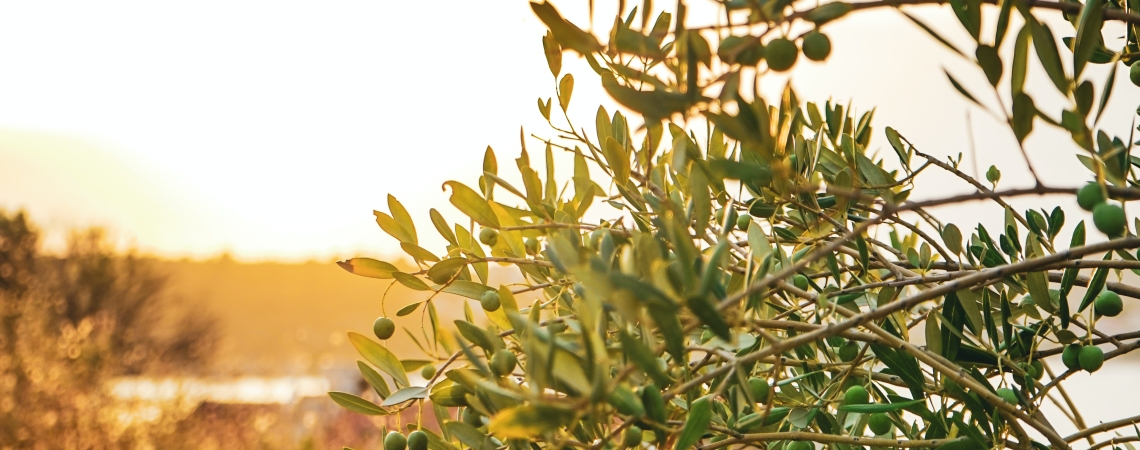 Olivenbaum im Sonnenuntergang, goldene Lichtstrahlen erhellen die grünen Blätter.