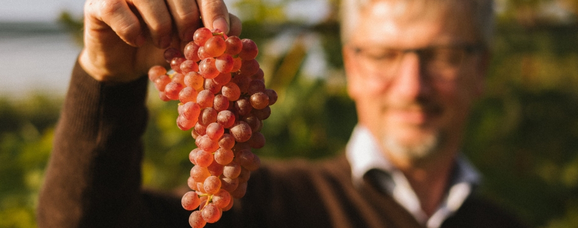Mann hält Traube roter Trauben vor unscharfem Naturhintergrund.