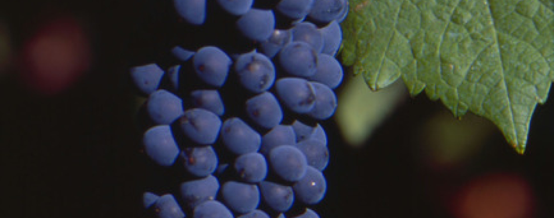 Dunkelblaue Trauben am Rebstock mit grünem Blatt im Hintergrund.