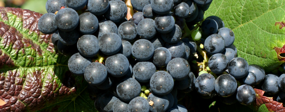 Nahaufnahme einer reifen Weintraube mit dunkelblauen Beeren und grünen Blättern.