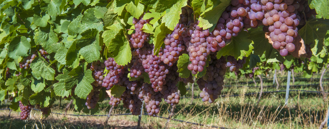 Reife rote Trauben hängen an einem grünen Weinrebenlaub im Weinberg.