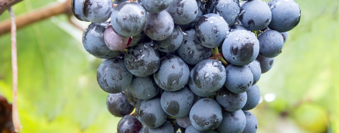 Nahaufnahme einer reifen, dunkelblauen Weintraube am Rebstock.