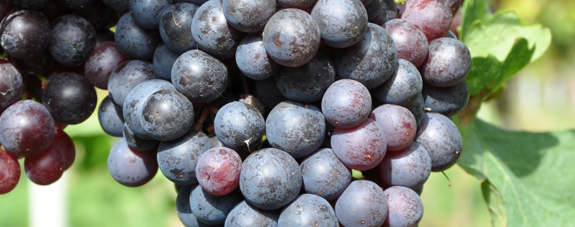Dicht gewachsene, dunkelviolette Trauben am Rebstock mit grünen Blättern.