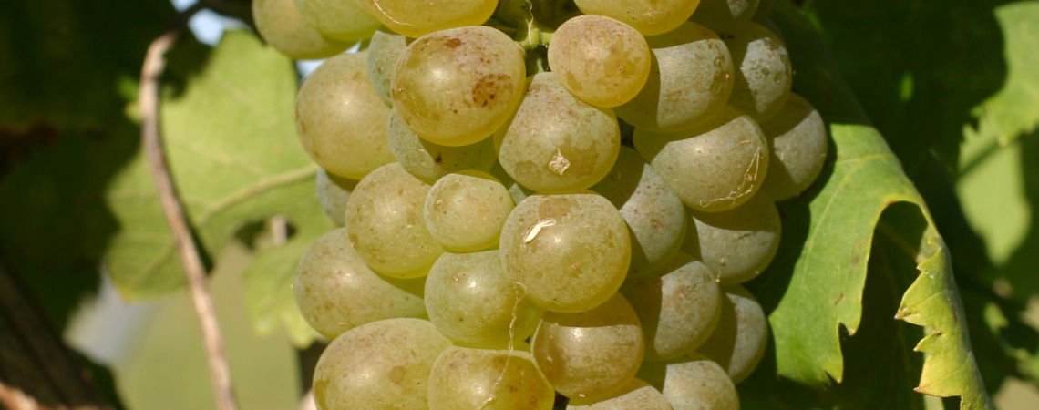 Ein Bündel reifer, hellgrüner Trauben am Rebstock unter Sonnenschein.