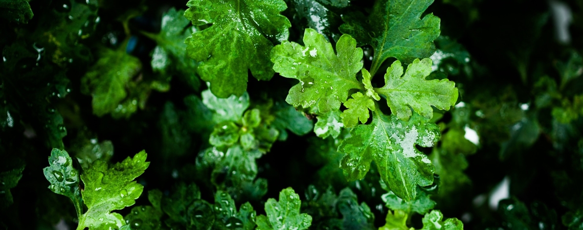 Grüne Blätter mit Wassertropfen im Nahaufnahme.