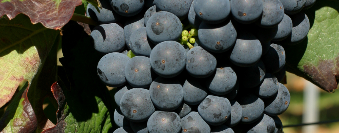 Nahaufnahme von dunkelblauen Trauben am Rebstock mit grünen, teils rötlichen Blättern.