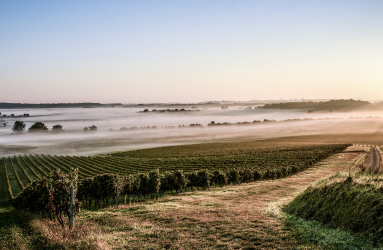 Weinberge im Morgennebel bei Sonnenaufgang, mit klarem Himmel im Hintergrund.