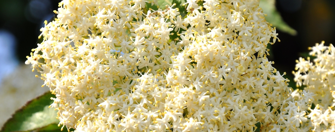 Nahaufnahme von weißen Holunderblüten mit grünen Blättern im Hintergrund.