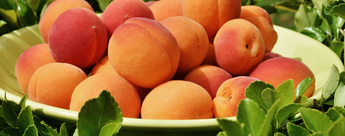 Gelbe Schale mit frischen, orangeroten Aprikosen, umgeben von grünem Laub.