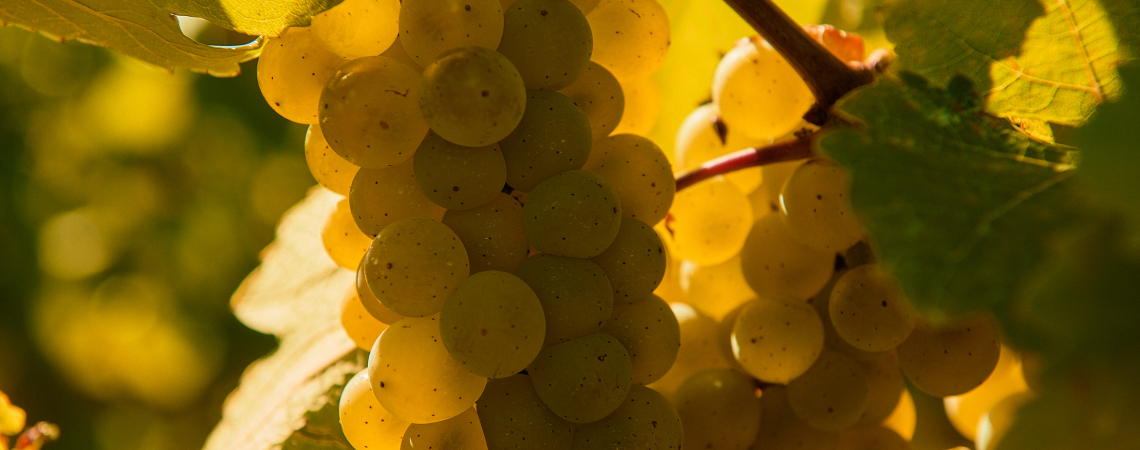 Nahaufnahme von gelben Trauben im Sonnenlicht mit grünem Laub.