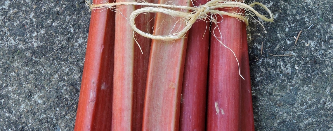 Frische rote Rhabarberstangen, zusammengebunden, auf grauem Steinuntergrund.