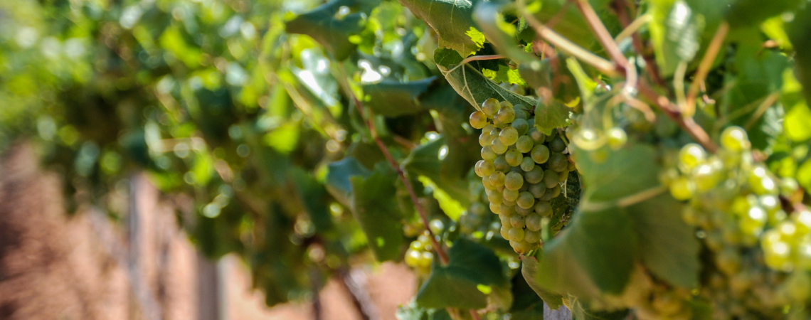 Grüne Weintrauben hängen an Reben in einem sonnigen Weinberg.