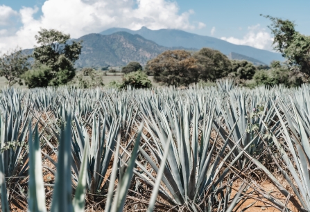 Aloefeld vor bewaldeten Bergen und blauem Himmel mit Wolken.