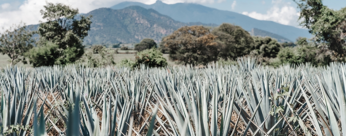 Aloefeld vor bewaldeten Bergen und blauem Himmel mit Wolken.