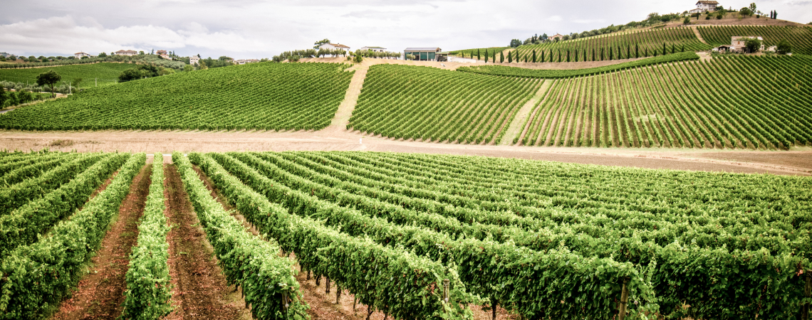 Weinberge auf sanften Hügeln unter bewölktem Himmel, mit grünen Rebenreihen.