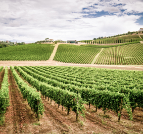 Weinberge auf sanften Hügeln unter bewölktem Himmel, mit grünen Rebenreihen.