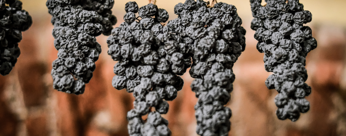 Fünf hängende Trauben aus getrockneten, dunkelblauen Beeren vor unscharfem Hintergrund.