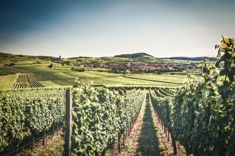Weinberge bei sonnigem Himmel mit einem Dorf im Hintergrund.