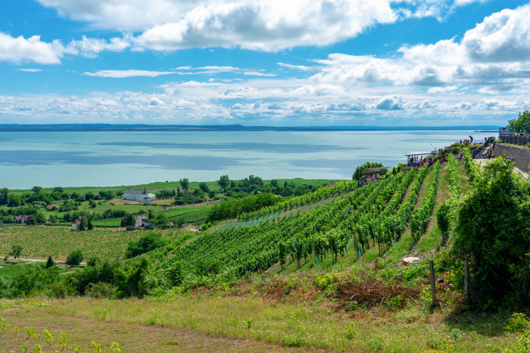 Grüne Weinberge mit Seeblick und blauen, wolkigen Himmel im Hintergrund.