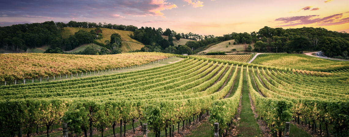 Weinberge bei Sonnenuntergang mit hügeliger Landschaft und farbigem Himmel.