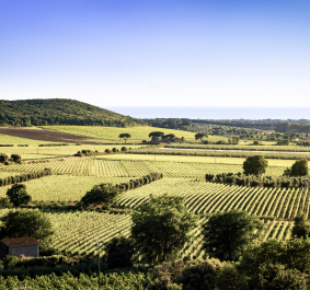 Weinberge erstrecken sich bis zum Horizont unter klarem, blauem Himmel.
