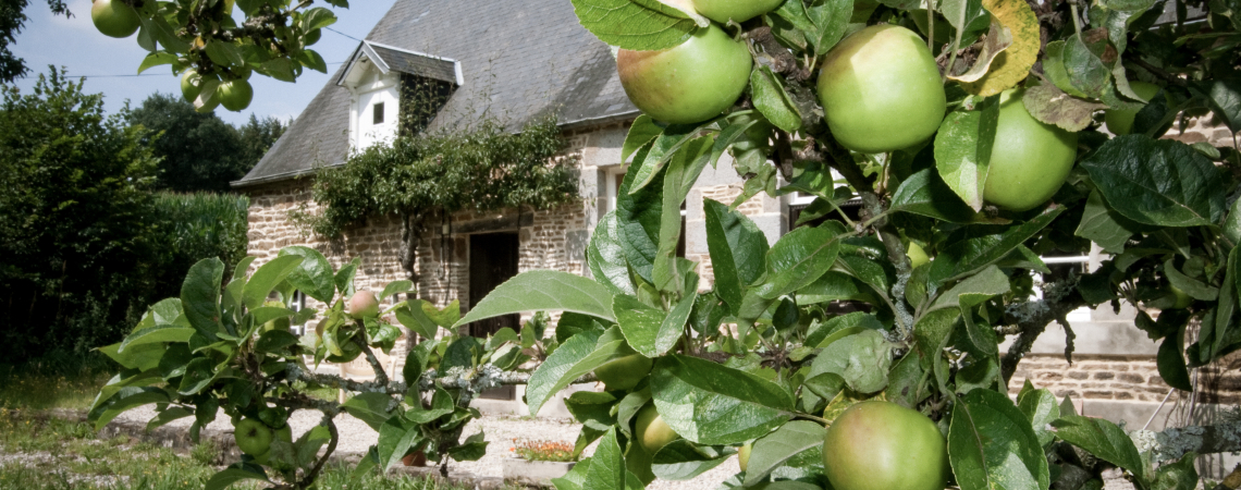 Apfelbaum mit grünen Äpfeln vor einem traditionellen Steinhaus im Hintergrund.