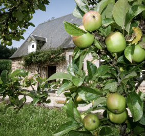 Apfelbaum mit grünen Äpfeln vor einem traditionellen Steinhaus im Hintergrund.