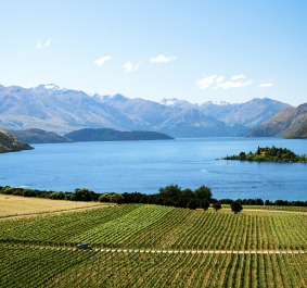 Weinberge am See mit Bergkulisse unter klarem, blauem Himmel.