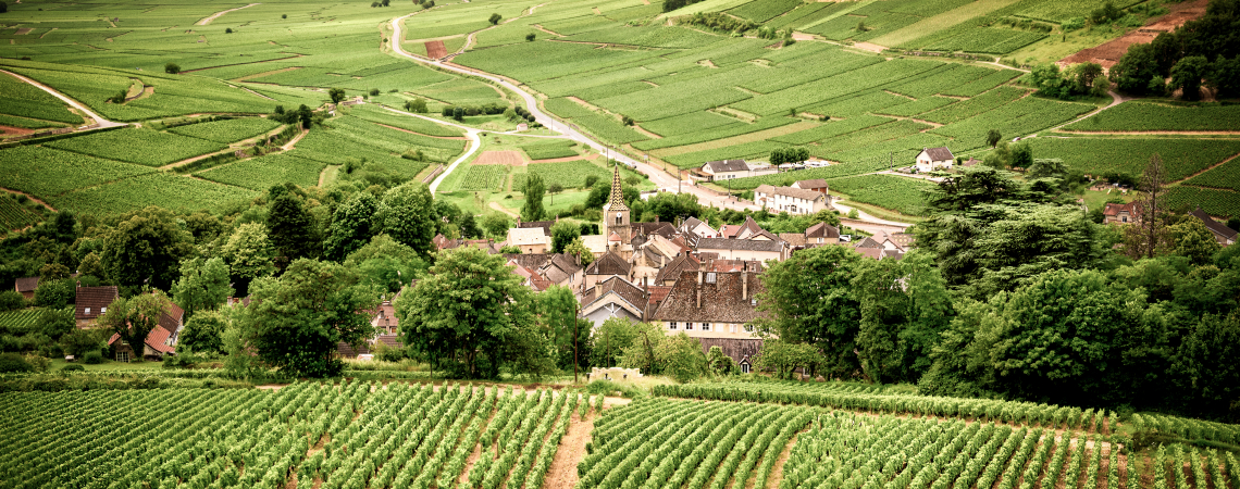 Grüne Landschaft mit Weinbergen und einem kleinen Dorf im Hintergrund.