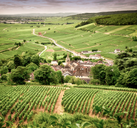 Grüne Landschaft mit Weinbergen und einem kleinen Dorf im Hintergrund.