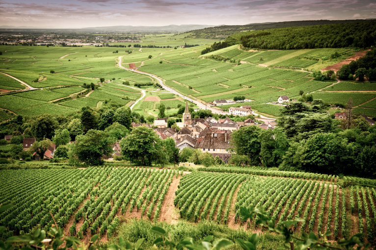 Grüne Landschaft mit Weinbergen und einem kleinen Dorf im Hintergrund.
