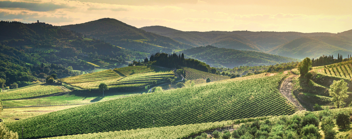 Hügelige Weinberge in sanftem Sonnenlicht mit Bäumen und Fernsicht auf bewaldete Berge.